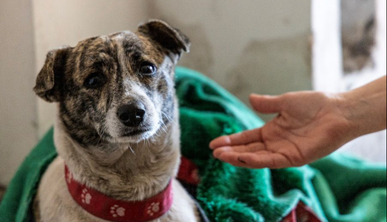 Atendieron a más de 500 perros en Almirante Brown