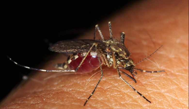 Dengue: el innovador desarrollo de especialistas de la UBA