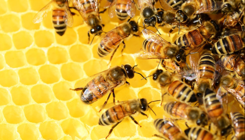 Día Mundial de las Abejas: "Para nutrirnos a todos"