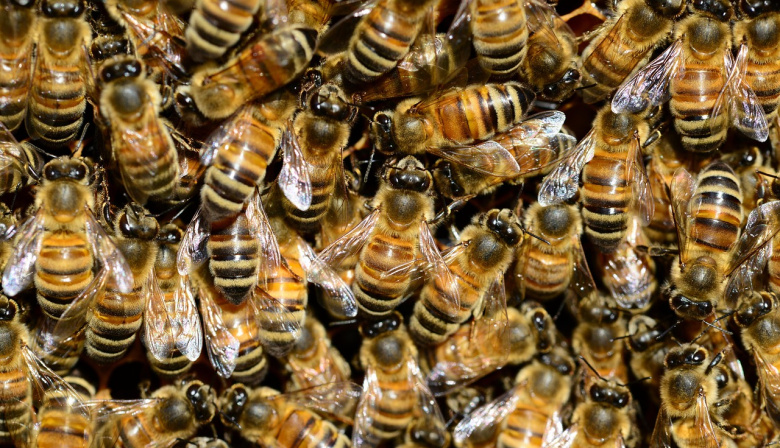 Identifican en Argentina un virus que amenaza la salud de las abejas y la producción apícola