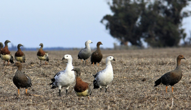 Los cauquenes regresan al sur de Buenos Aires: un símbolo de conservación y cambio de conciencia