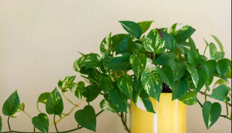 Una aliada saludable y decorativa: la planta de interior que purifica el aire del hogar y mejora el bienestar