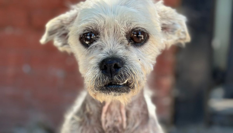 Arturo, el perro que volvió a vivir