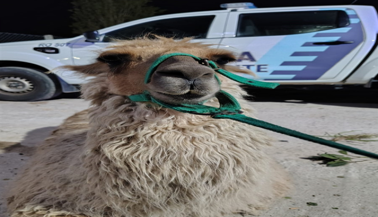Rescatan llamas y caballos víctimas de maltrato