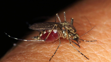 Dengue: el innovador desarrollo de especialistas de la UBA