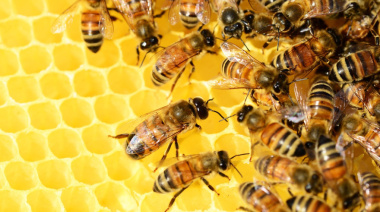Día Mundial de las Abejas: "Para nutrirnos a todos"