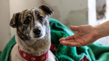 Atendieron a más de 500 perros en Almirante Brown