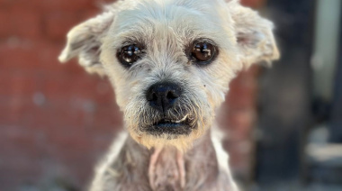 Arturo, el perro que volvió a vivir
