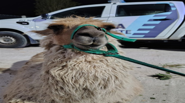 Rescatan llamas y caballos víctimas de maltrato