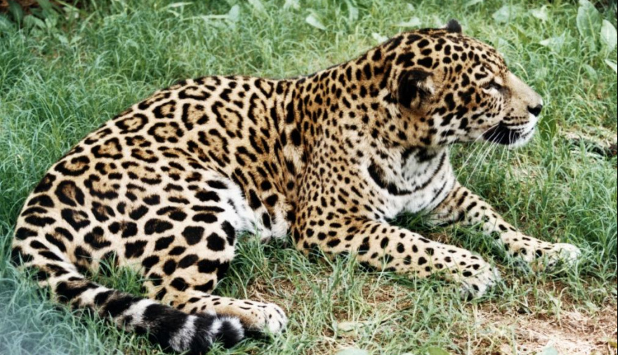 La Administración de Parques Nacionales y su rol en la protección de fauna en peligro de extinción
