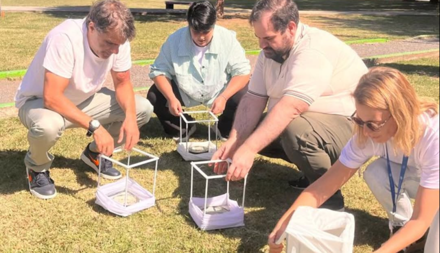 Liberan mosquitos para frenar el dengue