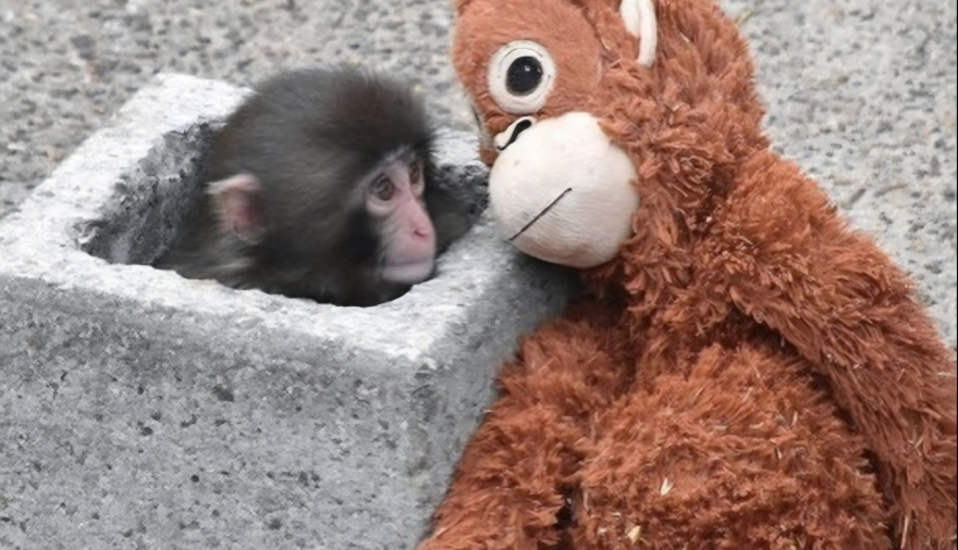 Un monito «punch» argentino