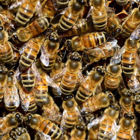 Identifican en Argentina un virus que amenaza la salud de las abejas y la producción apícola