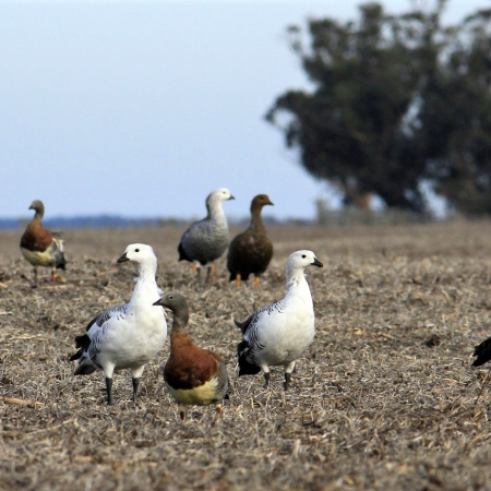 Los cauquenes regresan al sur de Buenos Aires: un símbolo de conservación y cambio de conciencia