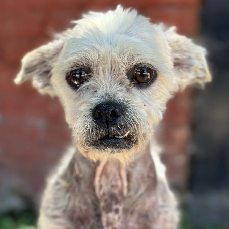 Arturo, el perro que volvió a vivir