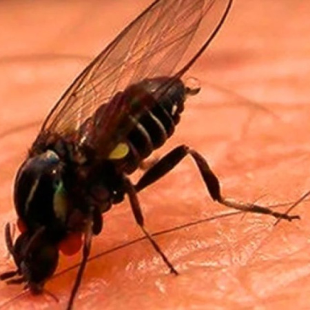 Crece la presencia de jejenes en Buenos Aires