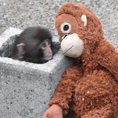 Un monito «punch» argentino
