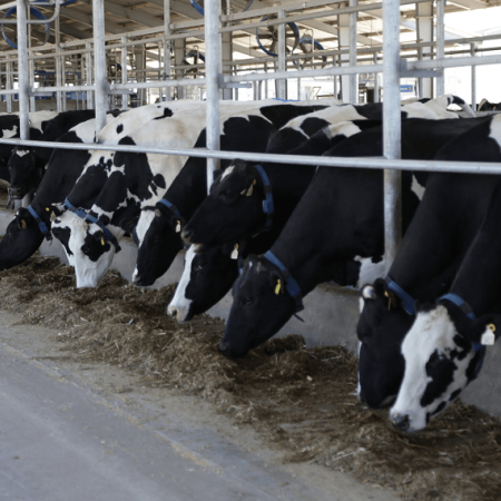 Más producción, menos plata: tambos en rojo