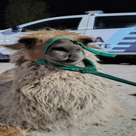 Rescatan llamas y caballos víctimas de maltrato